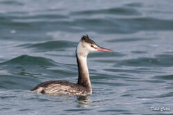Great Crested Grebe photographed at Richmond [RIC] on 29/11/2022. Photo: &copy; Dave Carre