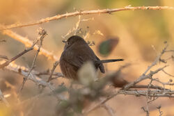 Dartford Warbler photographed at Shingle Bank [SHI] on 1/12/2022. Photo: &copy; Rod Ferbrache