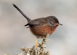 Dartford Warbler photographed at Shingle Bank [SHI] on 6/12/2022. Photo: &copy; Mike Cunningham