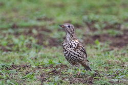 Mistle Thrush photographed at Mont Herault on 6/12/2022. Photo: &copy; Dave Carre