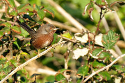 Dartford Warbler photographed at Shingle Bank [SHI] on 10/12/2022. Photo: &copy; Christopher Wilkinson
