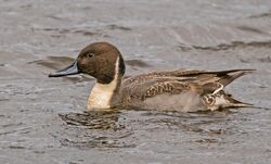 Pintail photographed at Claire Mare [CLA] on 15/12/2022. Photo: &copy;  Rockdweller