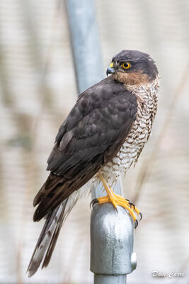 Sparrowhawk photographed at Vale Pond [VAL] on 14/1/2023. Photo: &copy; Dave Carre
