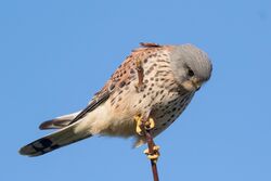 Kestrel photographed at Grandes Havres [GHA] on 21/1/2023. Photo: &copy; Rod Ferbrache