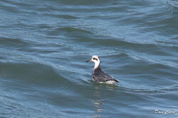 Grey Phalarope photographed at Jaonneuse [JAO] on 7/2/2023. Photo: &copy; Dave Carre
