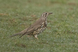 Mistle Thrush photographed at Blanchelande Nursing Home on 13/2/2023. Photo: &copy; Rod Ferbrache