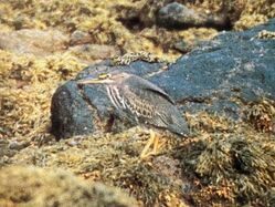 Green Heron photographed at Bec du Nez on 13/9/1992. Photo: &copy; 