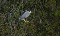Night Heron photographed at Rousse [ROU] on 13/4/2023. Photo: &copy; Mark Lawlor