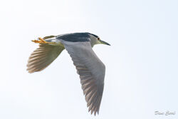 Night Heron photographed at Rousse [ROU] on 13/4/2023. Photo: &copy; Dave Carre