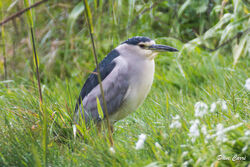 Night Heron photographed at Rousse [ROU] on 13/4/2023. Photo: &copy; Dave Carre