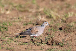 Turtle Dove photographed at Pleinmont [PLE] on 1/5/2023. Photo: &copy; Dave Carre