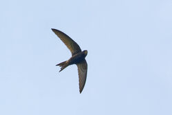 Swift photographed at Grand Pre on 3/5/2023. Photo: &copy; Christopher Wilkinson