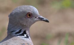 Turtle Dove photographed at Pleinmont [PLE] on 3/5/2023. Photo: &copy;  Rockdweller