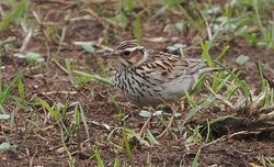 Woodlark photographed at Pleinmont on 8/5/2023. Photo: &copy;  Rockdweller