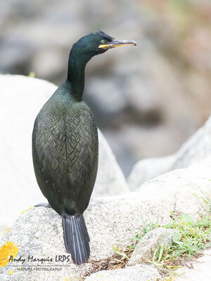 Shag photographed at Jethou [JET] on 13/5/2023. Photo: &copy; Andy Marquis