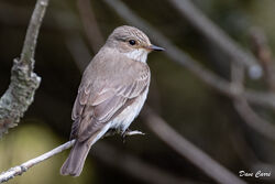 Spotted Flycatcher photographed at Fort Hommet [HOM] on 3/6/2023. Photo: &copy; Dave Carre