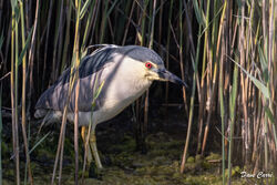 Night Heron photographed at Vale Pond [VAL] on 6/6/2023. Photo: &copy; Dave Carre
