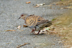 Turtle Dove photographed at Tielles [TIE] on 10/6/2023. Photo: &copy; Christopher Wilkinson