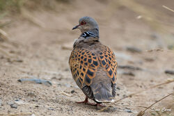 Turtle Dove photographed at Tielles [TIE] on 12/6/2023. Photo: &copy; Dave Carre