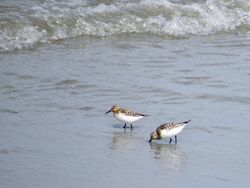 Sanderling photographed at Perelle [PER] on 19/7/2023. Photo: &copy; Wayne Turner