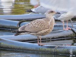 Herring Gull photographed at Reservoir [RES] on 21/7/2023. Photo: &copy; Wayne Turner