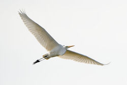 Great White Egret photographed at Vale Pond [VAL] on 9/9/2023. Photo: &copy; Christopher Wilkinson