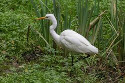 Great White Egret photographed at Talbot Valley [TAL] on 20/9/2023. Photo: &copy; Rod Ferbrache