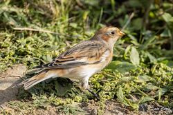 Snow Bunting photographed at Fort Hommet [HOM] on 6/10/2023. Photo: &copy; Dave Carre
