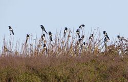 Magpie photographed at Pleinmont [PLE] on 7/10/2023. Photo: &copy; Wayne Turner