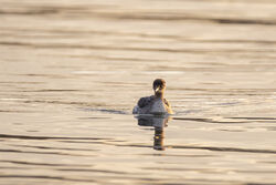Red-necked Grebe photographed at Cobo [COB] on 19/10/2023. Photo: &copy; Dave Carre