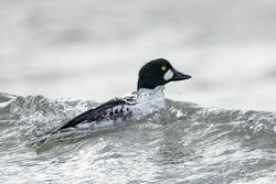 Goldeneye photographed at Grandes Havres [GHA] on 21/10/2023. Photo: &copy; Dave Carre