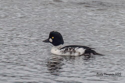 Goldeneye photographed at Vale Pond [VAL] on 21/10/2023. Photo: &copy; Andy Marquis