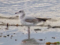 Common Gull photographed at Perelle [PER] on 23/10/2023. Photo: &copy; Wayne Turner