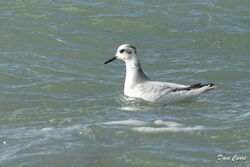 Grey Phalarope photographed at Jaonneuse [JAO] on 6/11/2023. Photo: &copy; Dave Carre