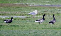 Brent Goose photographed at Colin Best NR on 1/1/2024. Photo: &copy; Wayne Turner