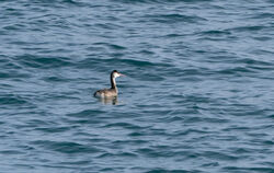 Great Crested Grebe photographed at Pembroke on 1/2/2024. Photo: &copy; Julie Davis