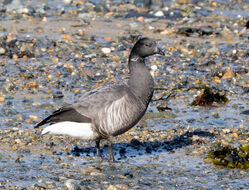 Brent Goose photographed at Bordeaux on 7/3/2024. Photo: &copy; Julie Davis
