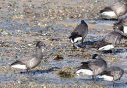 Brent Goose photographed at Bordeaux on 7/3/2024. Photo: &copy; Julie Davis