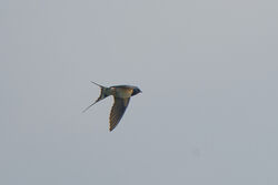 Photographed at Fort Doyle. on 12/4/2024. Photo: &copy; Kim Wilkinson
