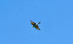 Bee-eater photographed at Pleinmont on 18/4/2024. Photo: &copy; Mark Guppy