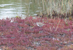 Photographed at Vale Pond. on 8/7/2024. Photo: &copy; Julie Davis