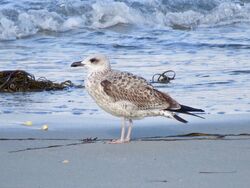 Photographed at L'Eree. on 23/9/2024. Photo: &copy; Wayne Turner
