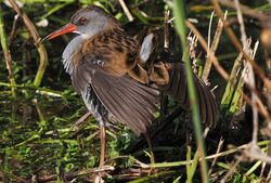 Water Rail photographed at Rue de Bergers N.R. on 19/9/2024. Photo: &copy;  Rockdweller