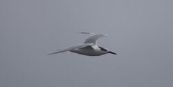 Photographed at Jannoesse bay. on 10/12/2024. Photo: &copy; Carl  Crowson
