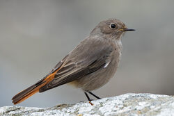 Photographed at Shingle Bank. on 15/12/2024. Photo: &copy; Dave Carre
