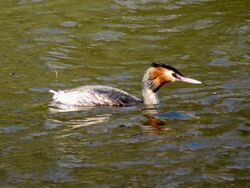 Photographed at Reservoir. on 31/1/2025. Photo: &copy; Wayne Turner