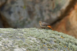 Photographed at Jaonneuse. on 11/3/2025. Photo: &copy; Kim Wilkinson
