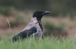 Hooded Crow photographed at Rue des Grantez on 7/9/2025. Photo: &copy;  Rockdweller