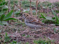 Photographed at Pleinmont. on 15/10/2025. Photo: &copy; Wayne Turner