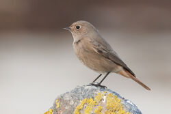 Photographed at Jaonneuse. on 28/10/2025. Photo: &copy; Rod Ferbrache